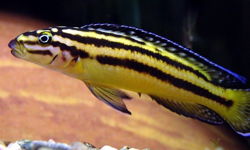 Julidochromis marksmithi 'Kipili'